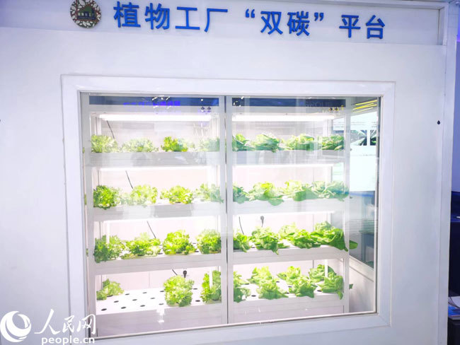 科技赋能新农业 探秘中关村论坛展览中的植物工厂